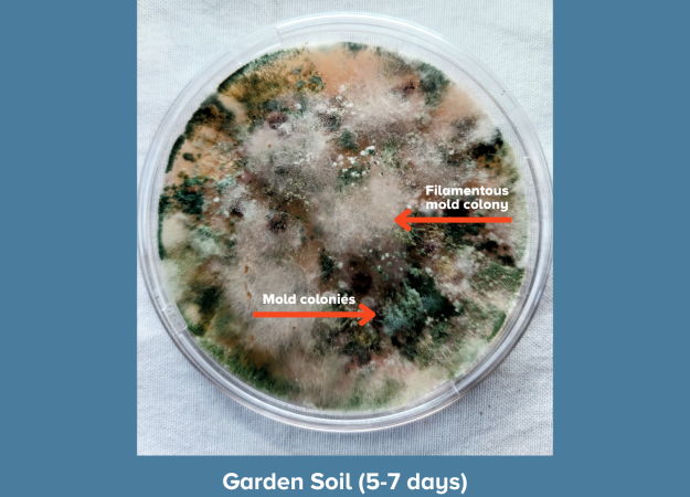 A petri dish nearly covered in dense, colorful microbial growth after 5–7 days, displayed against a blue background. Growth includes patches of green, white, brown, and orange. Red arrows identify a filamentous mold colony (white, fluffy, thread-like texture) and mold colonies (darker green and brown patches). Caption reads "Garden Soil (5-7 days)."