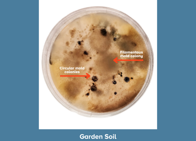 A petri dish showing microbial growth from garden soil against a blue background. The agar has a golden-brown tint with scattered dark circular spots. Red arrows identify circular mold colonies (small, dark, round) and a filamentous mold colony (diffuse, spreading growth with soft edges). Caption reads "Garden Soil."