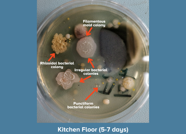 A petri dish showing diverse microbial growth from a kitchen floor sample after 5–7 days, against a blue background. Multiple colony types are visible. Red arrows identify: a filamentous mold colony (fuzzy, brown-purple), a rhizoidal bacterial colony (irregular, branching, coral-like texture), irregular bacterial colonies (two large, flower-shaped colonies with raised ridges), and punctiform bacterial colonies (small yellow dots scattered across the plate). A large gray-blue mold colony occupies the right side. Caption reads "Kitchen Floor (5-7 days)."