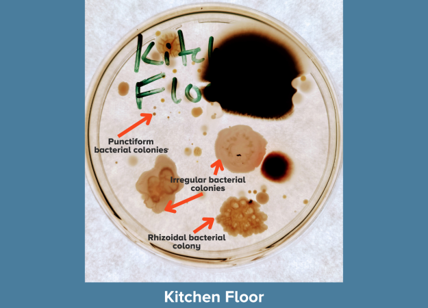 A petri dish labeled "Kitch Floor" in green marker showing microbial growth against a blue background. A large black mold colony dominates the upper right. Red arrows identify: punctiform bacterial colonies (tiny pinpoint dots), irregular bacterial colonies (large, spreading, irregular-edged tan growth), and a rhizoidal bacterial colony (bumpy, cauliflower-textured growth). Caption reads "Kitchen Floor."