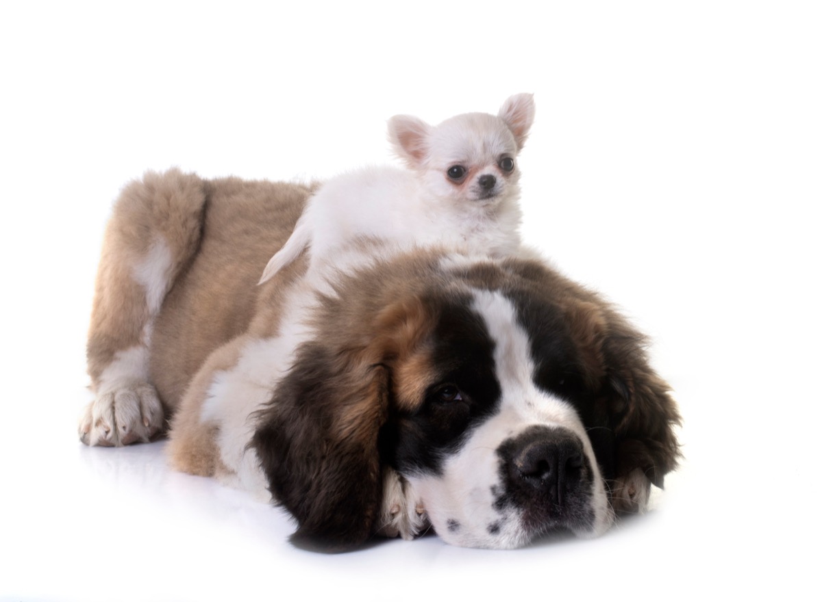 A small white Chihuahua sits on top of a large, resting Saint Bernard in front of white background.