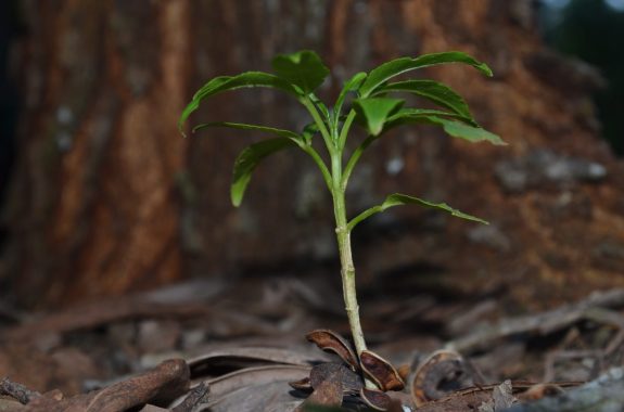 Tabernanthe iboga plant, a significant evergreen rainforest shrub native to Central Africa.