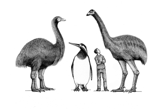drawing of large birds standing on either side of penguin and a man