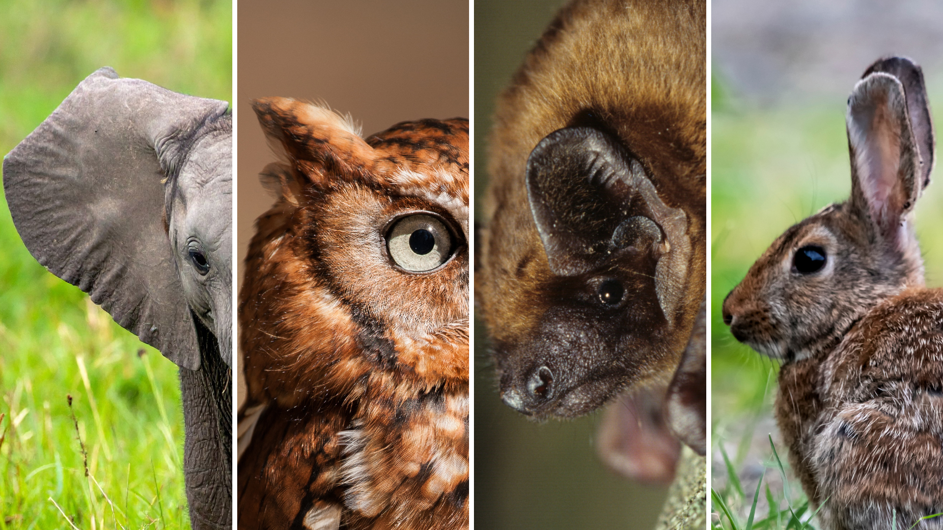 A photo collage shows the large flappy ear of an elephant; the pointed, feathered ear of an owl; the large, rounded ear of a bat; and the long, upright ear of a rabbit.