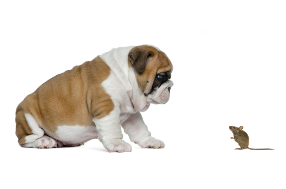 English bulldog puppy looking at a mouse, isolated on white