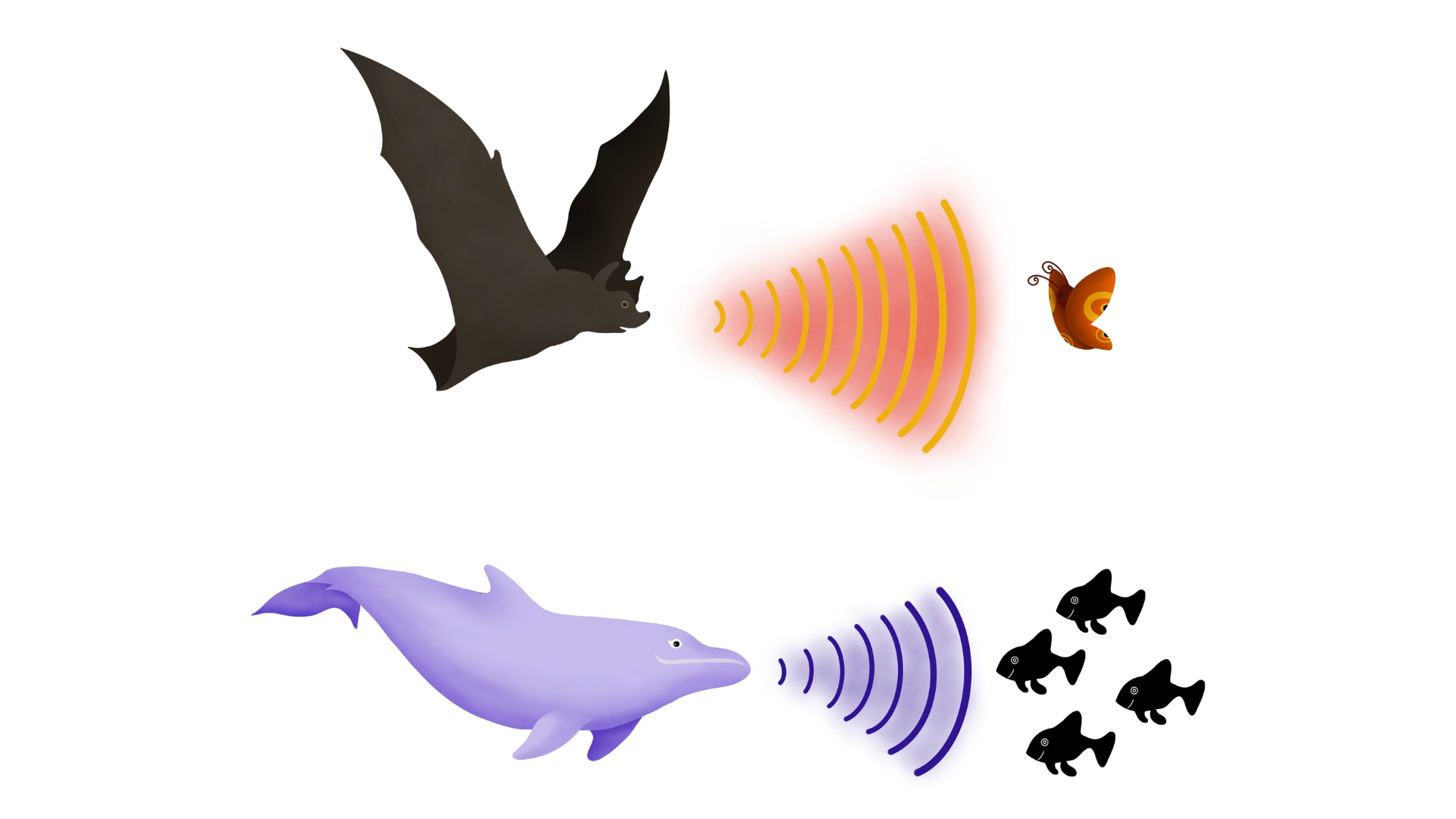 Diagram illustrating echolocation in two animals. A bat emits sound waves shown as orange and red concentric arcs toward a butterfly. Below, a dolphin emits sound waves shown as purple and lavender concentric arcs toward a school of fish.