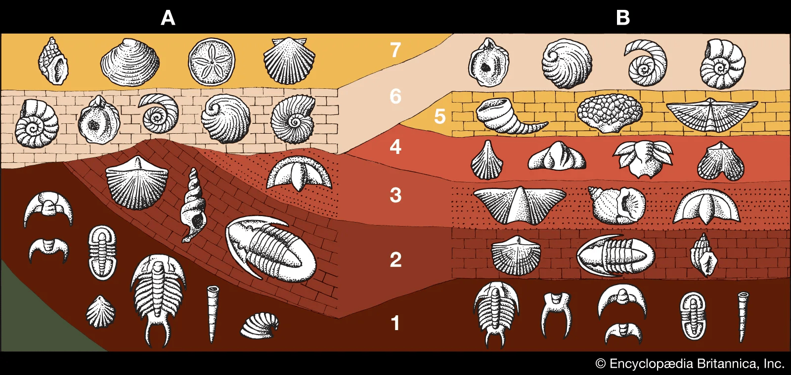 A diagram showing two cross-sections of rock layers labeled A and B, each containing different fossils at seven numbered depths, illustrating how older fossils are found in deeper layers.