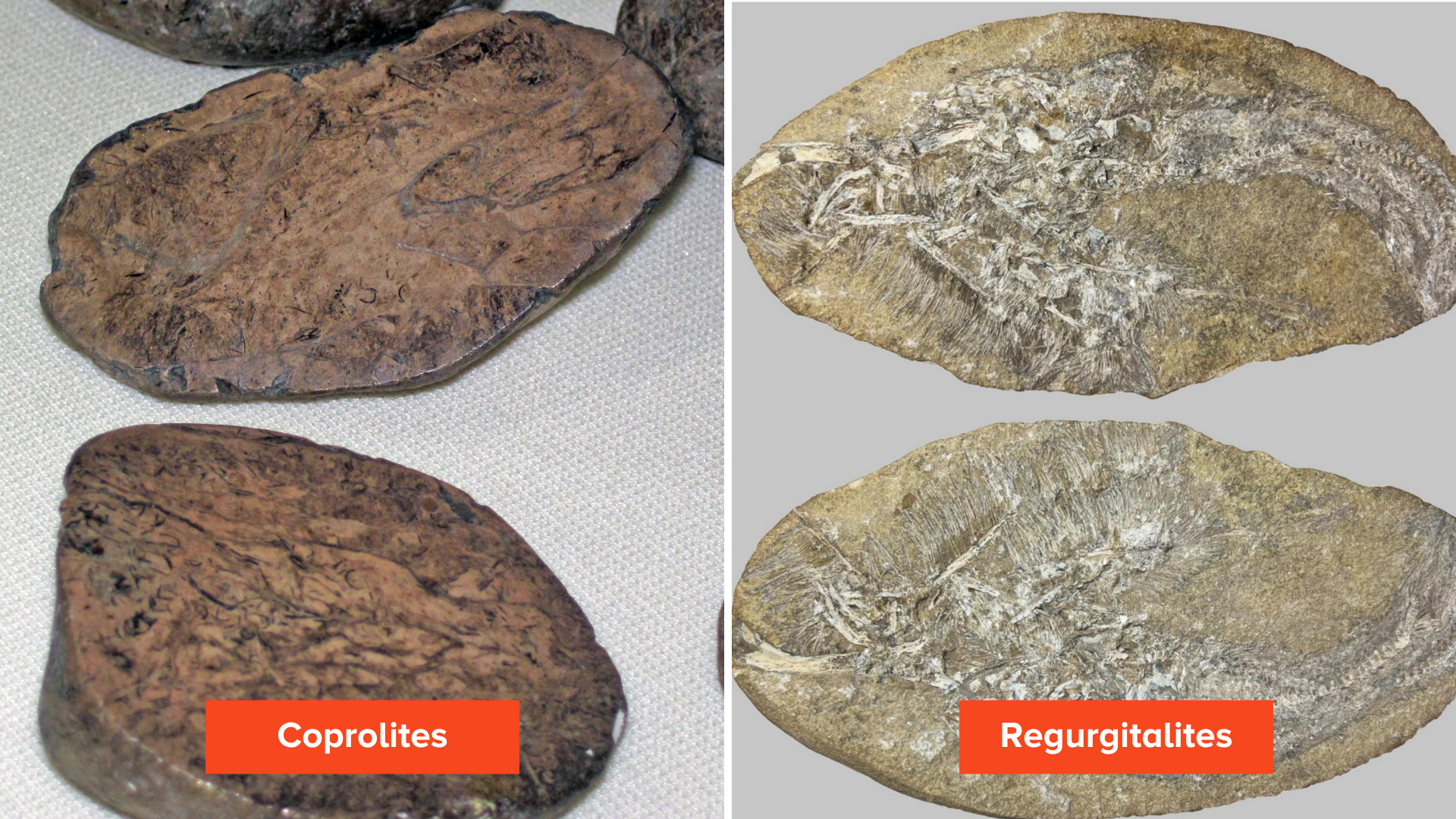 A side-by-side comparison of two types of trace fossils. On the left, labeled Coprolites (fossilized poop), are two oval-shaped, dark reddish-brown rocky specimens with rough, textured surfaces, photographed against a white background. On the right, labeled Regurgitalites (fossilized vomit), are two oval-shaped, flattened gray-tan rock specimens containing visible fragments of small bones and fish scales preserved in stone, photographed against a gray background.