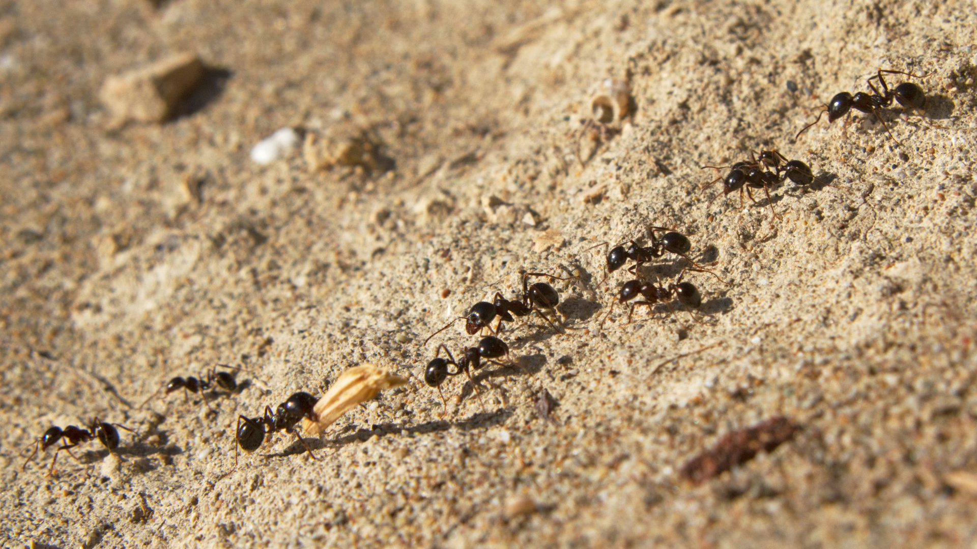 Several small black ants walking together in a line. One is carrying a piece of grass seed.