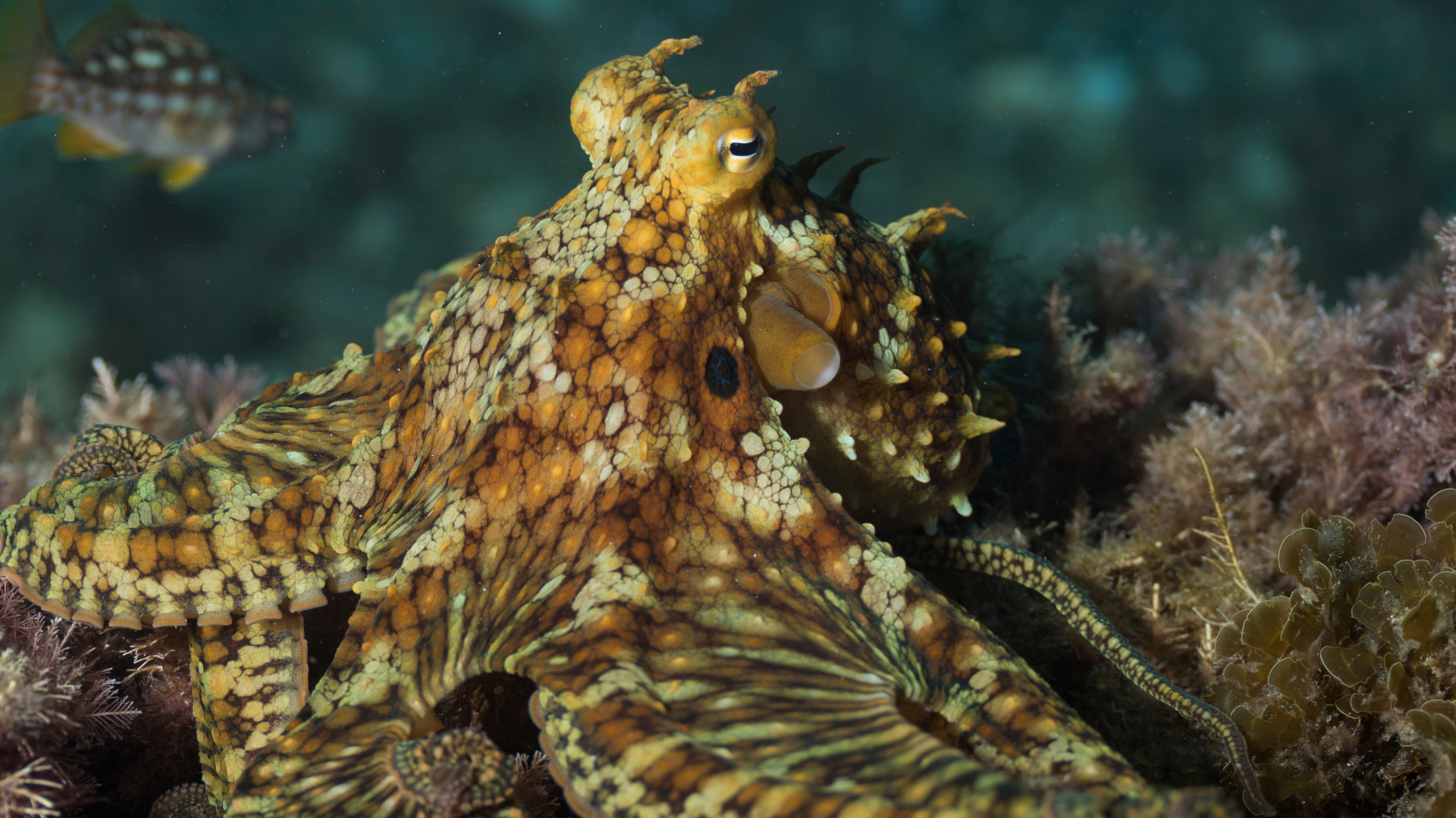 A mottled orange-and-brown octopus perched on a coral reef, with one eye visible and arms spread across surrounding coral and sea vegetation.