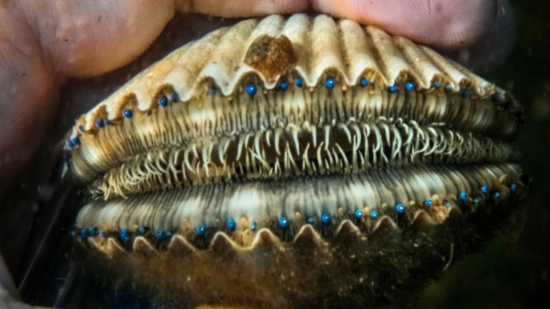 Tiny bright blue eyes slime the upper and bottom shells of an Atlantic bay scallop held in a person’s hand.