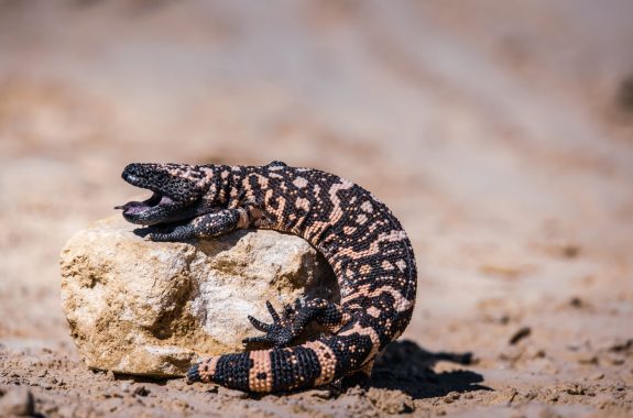 Lizard Gila Monster