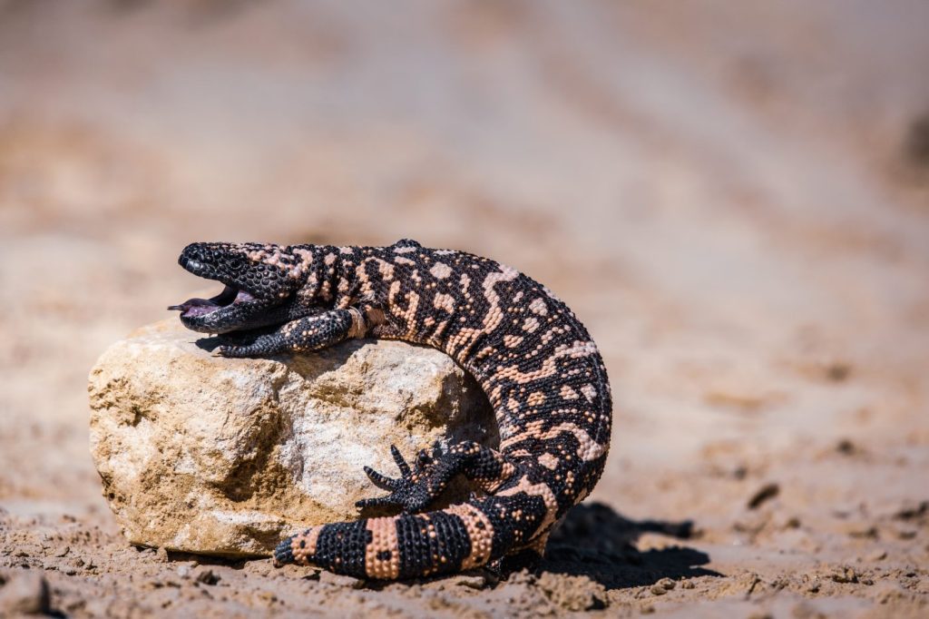 A Lizard Gila Monster