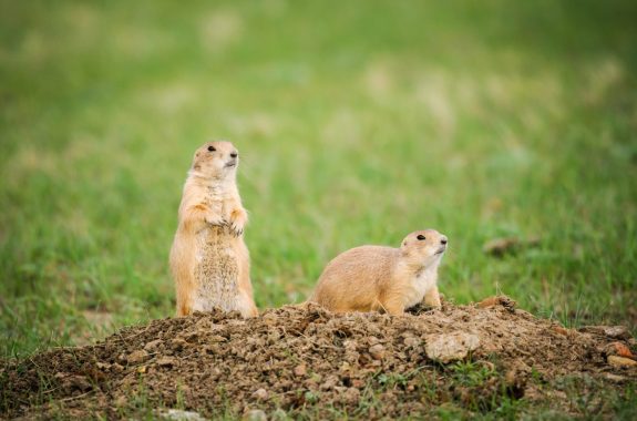 Black-tailed Prairie Dogs