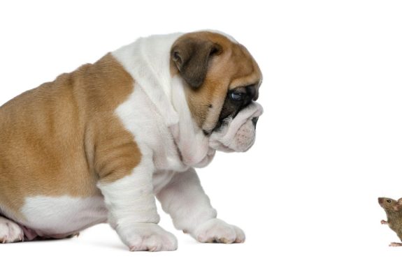 English bulldog puppy looking at a mouse, isolated on white