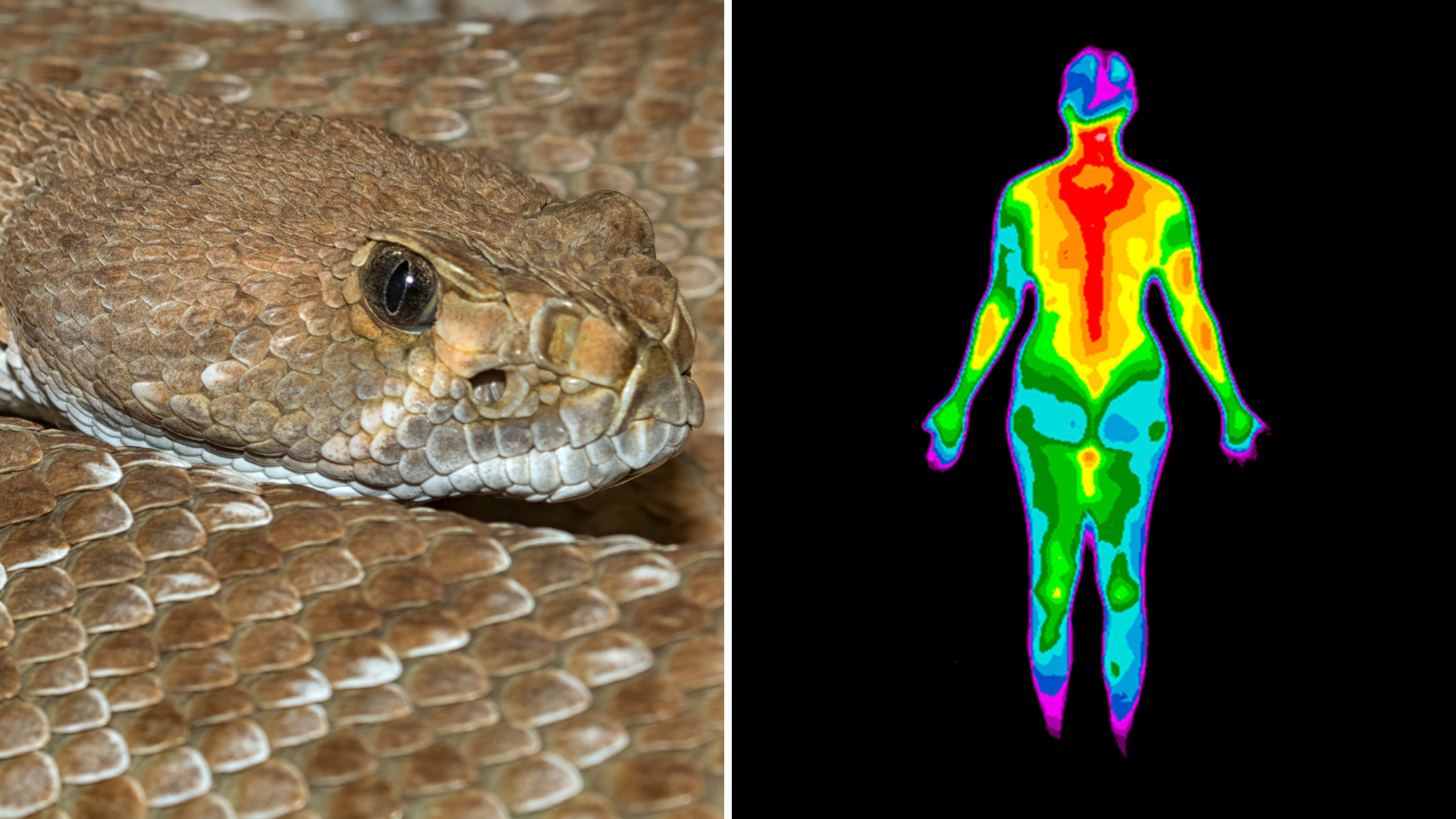 On the left: A close-up of a reddish-brown snake shown from the side. It has a wide diamond-shaped head and large brown eyes. A deep pit at the front of its head under the eye is visible. On the right: A human body from head to toe with a range of colors from blue showing cold to red showing hot.