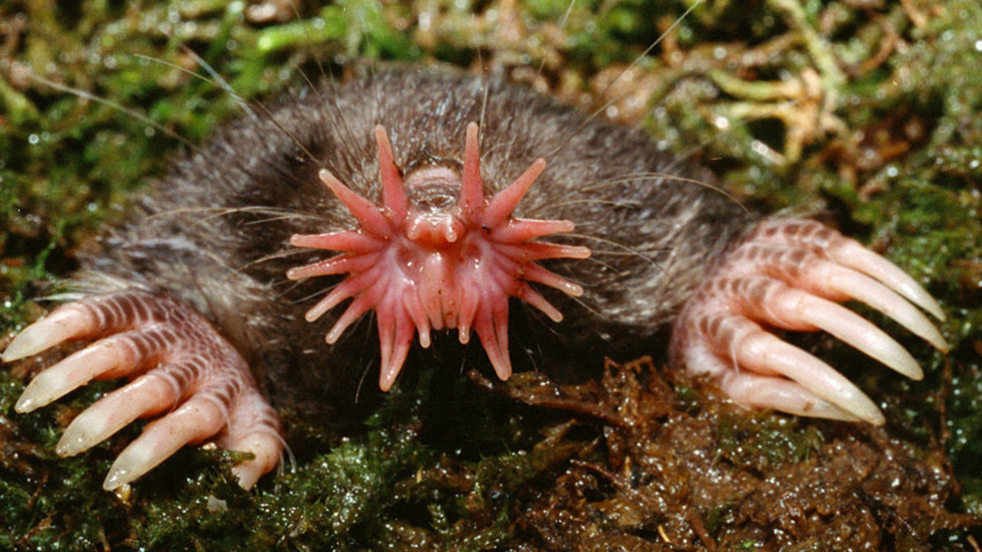  A small, brown mole with large, pink, tentacled protrusions from the front of the face sits at the opening of its burrow.