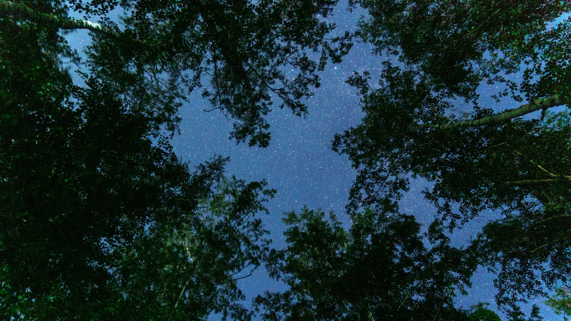Dark outlines of trees at night with a starry sky above.