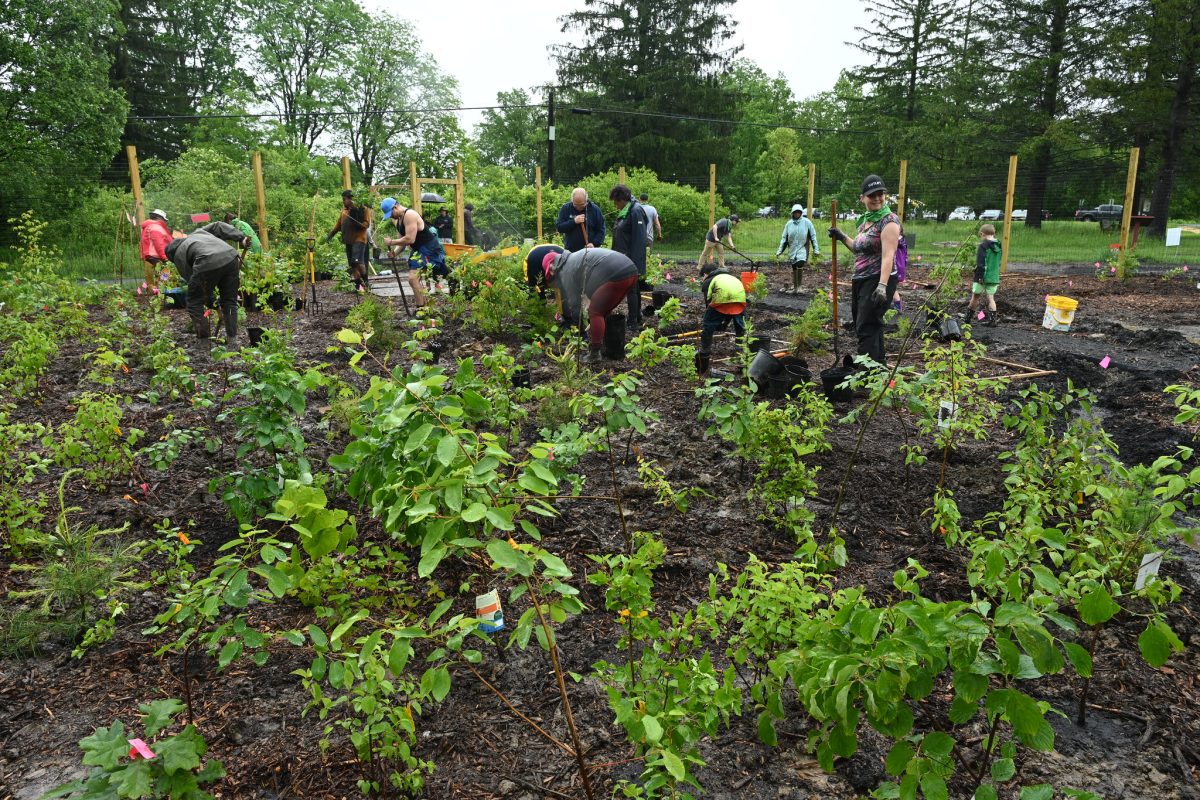 A group of approximately 15 volunteers plants young shrubs and native plants in a large, freshly mulched garden bed on an overcast, rainy day.