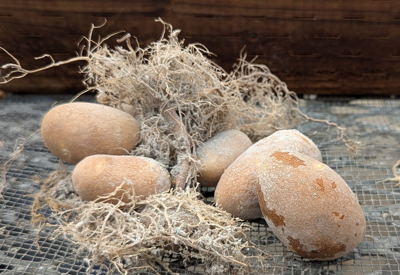 Growing lunar potatoes + Dealing with razor-sharp moon dust