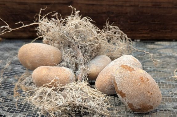 Potatoes grown at Oregon State University in soil that simulates conditions on the moon.