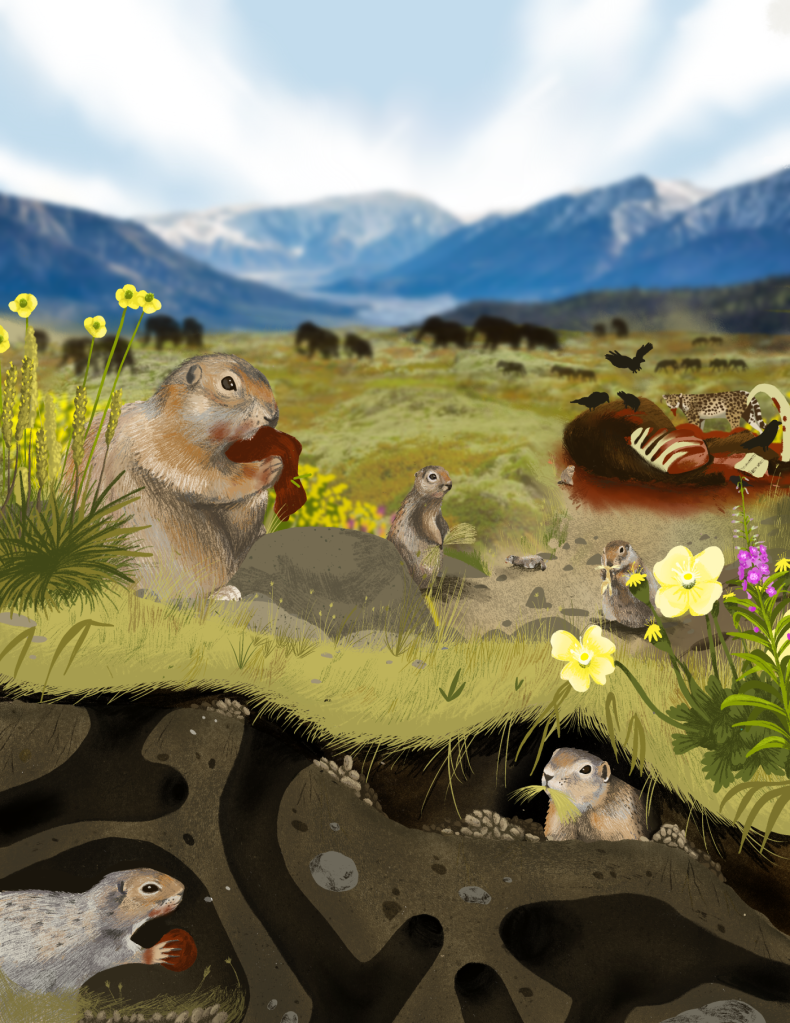 An artist’s reconstruction of Pleistocene Yukon, showing Arctic ground squirrels scavenging meat and foraging on plants within the mammoth-steppe ecosystem. Ancient DNA from their preserved burrows and faeces reveals this complex food web—where even small rodents fed on megafauna like mammoths.