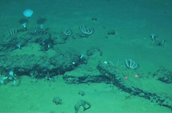 A vast whale graveyard + Zombie sea cucumbers