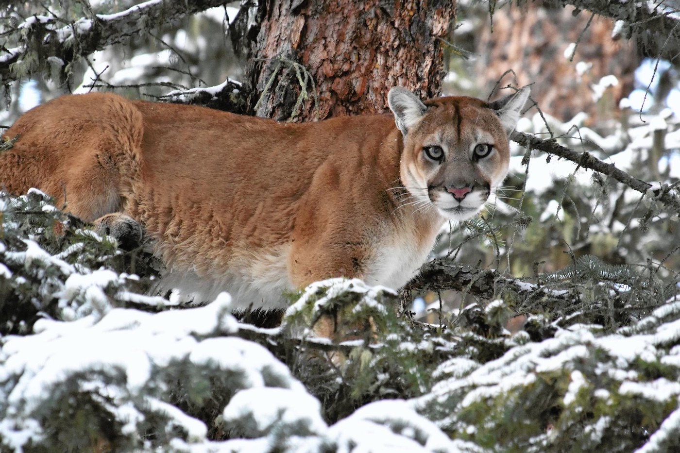 A brownish mountain lion stands among snowy pine branches, staring at the camera
