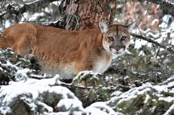 A brownish mountain lion stands among snowy pine branches, staring at the camera