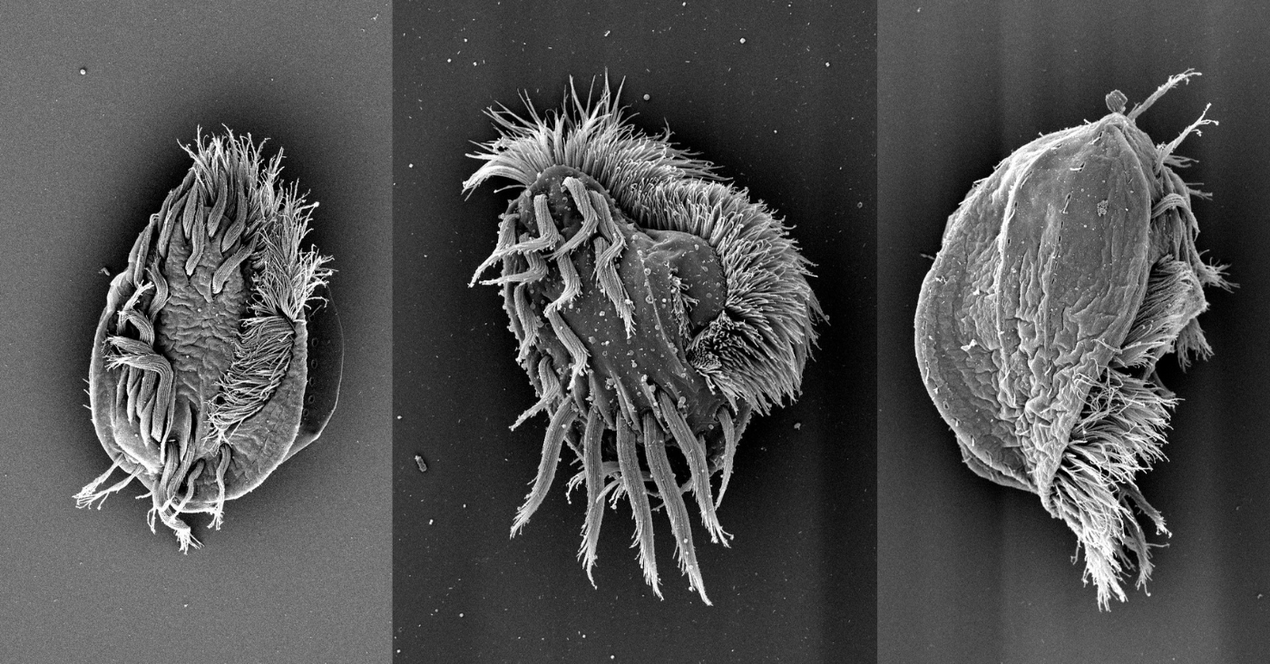 Swords, cannibalism, poison: inside the world of killer microbes