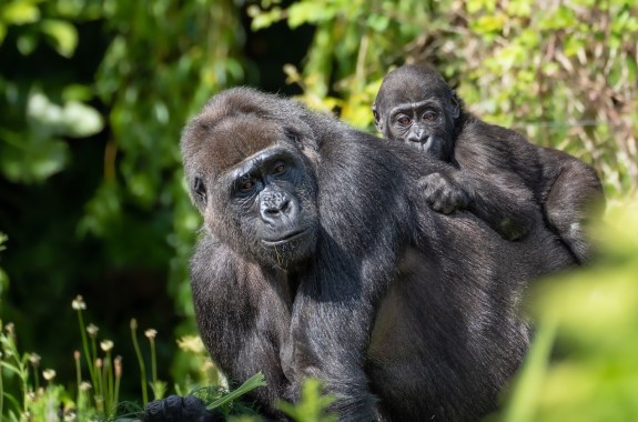 A gorilla on all fours with a baby on its back