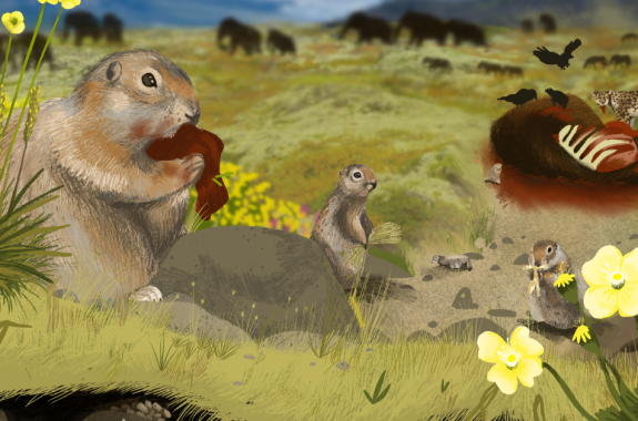 An artist’s reconstruction of Pleistocene Yukon, showing Arctic ground squirrels scavenging meat and foraging on plants within the mammoth-steppe ecosystem. Ancient DNA from their preserved burrows and faeces reveals this complex food web—where even small rodents fed on megafauna like mammoths.