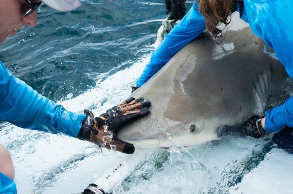A gray shark lies on the deck of a boat while one person holds it from the side and another rests a hand on its nose