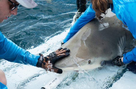 A gray shark lies on the deck of a boat while one person holds it from the side and another rests a hand on its nose