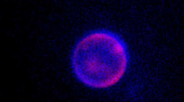 An artificial cell eats, grows, and reproduces. Is it alive?