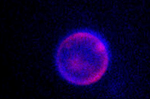 SpudCell - a synthetic cell assembled entirely from non-living chemical components - encapsulating a whole genome.