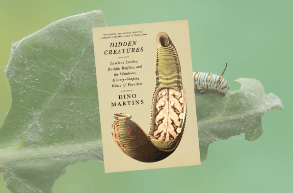 Tiny wasps emerge from a caterpillar, and reveal a hidden world