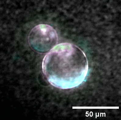 Two blurry white-ish bubbles against a black background