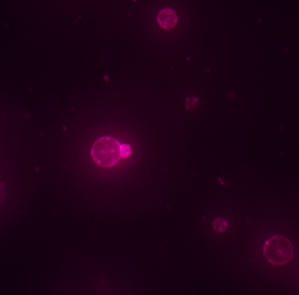 A hot pink bubble with a small protrusion against a black background