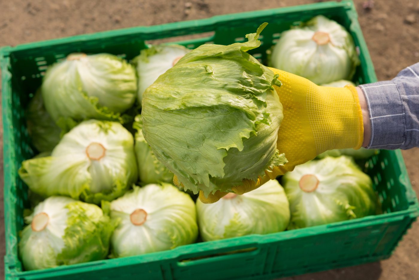 Hold the lettuce: Updates on the 'explosive' cyclospora outbreak