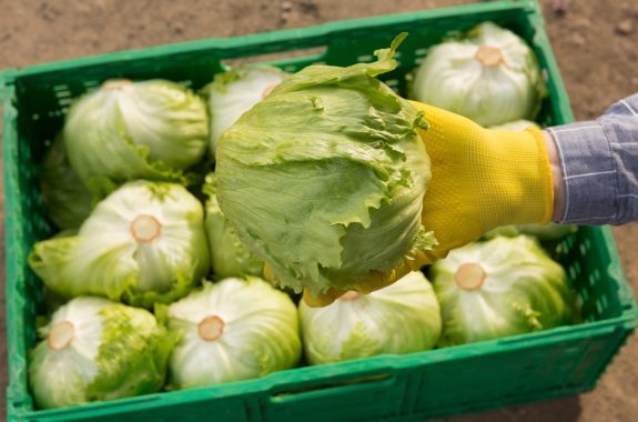 iceberg lettuce in hand, against the background of a box with lettuce, the concept of harvesting