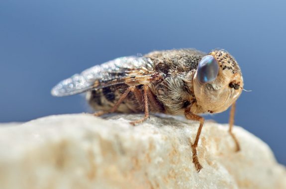 Sheep bot fly. Oestrus ovis