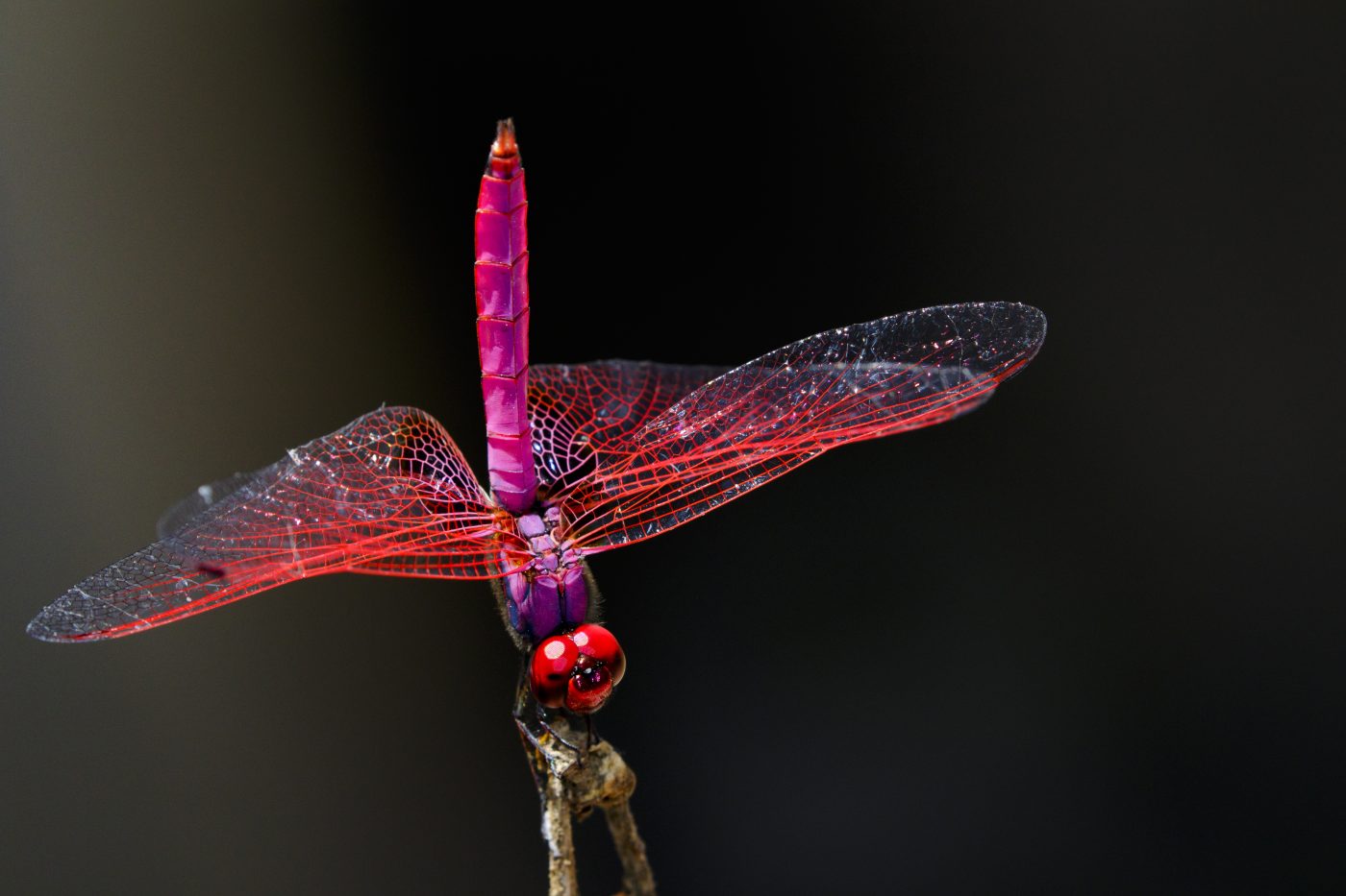 Dragonflies fly like fighter jets + Lake flies that dive like subs