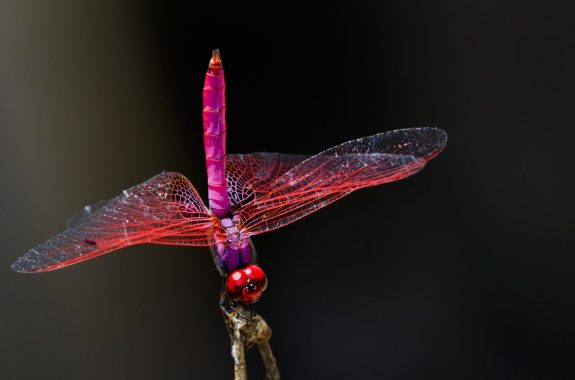 Image of a dragonfly (Trithemis aurora) on nature background.