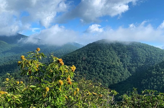 An american chestnut tree is in the foreground with mountains that are covered in trees are in the background.