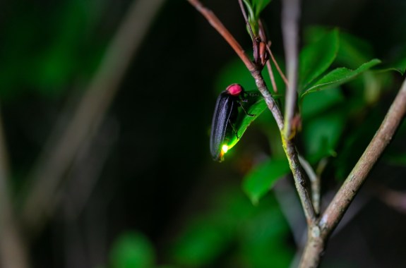 A firefly stands on a small leaf, illuminating it