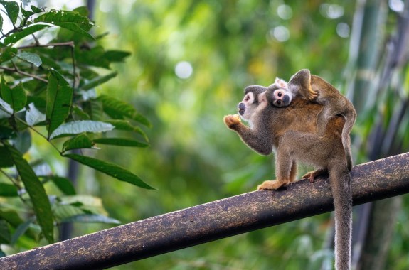 A small reddish-gray monkey with a baby on its back sits on a branch eating a banana.