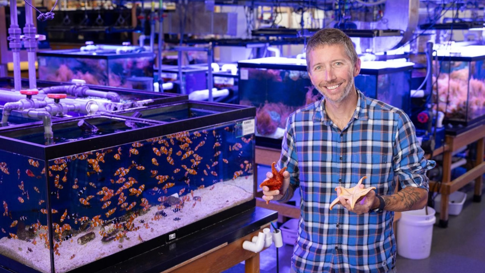 A man, holding a sea star, stands next to a large fish tank filled with clown fish.