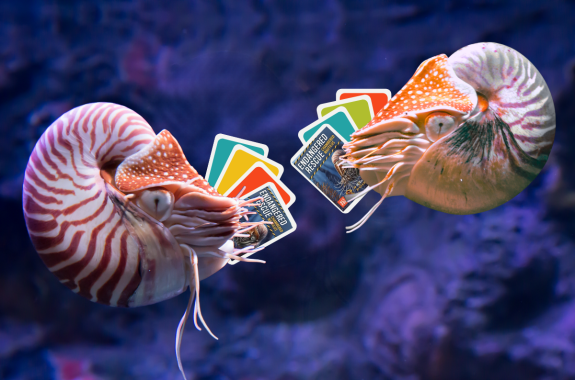 Two chambered nautiluses that appear to be holding illustrated cards against a purple underwater background.