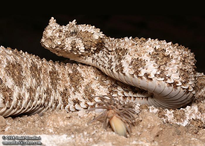 A spider tailed horned viper is shown.